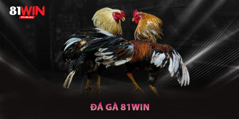 Đá Gà 81win