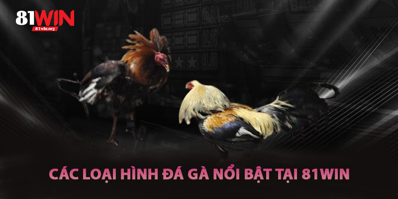 Các Loại Hình Đá Gà Nổi Bật Tại Đá Gà 81win