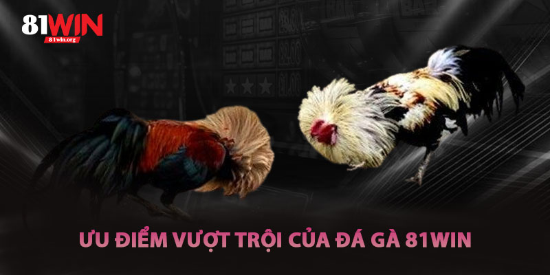 Ưu Điểm Vượt Trội Của Đá Gà 81win